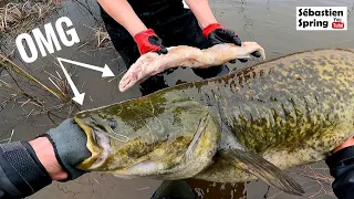 Ce silure a avalé un brochet tout entier, et pourtant il n'a pas hésité à mordre !!!