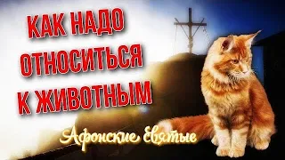 Афонские святые о правильном отношении к животным. Это интересно