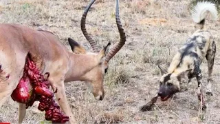 Wild Dogs v Impala _ Impala Fights Back as Guts Fall Out ( 2020)