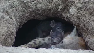 Hyena Cubs | Ranger Insights