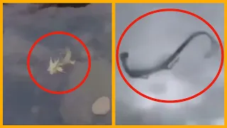 5 Chinese Dragons Caught on Camera & Spotted in Real Life 2