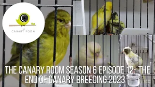 The Canary Room Season 6 Episode 12 - The end of the 2023 Breeding Season!