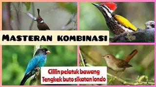 kombinasi masteran cililin pelatuk bawang tengkek buto sikatan londo