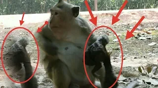 Mommy monkey reation to a dead baby monkey pity her sad feelling