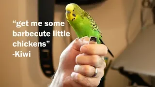 Kiwi the parakeet talks about siri, tacos, and barbecute chickens [English, captioned]