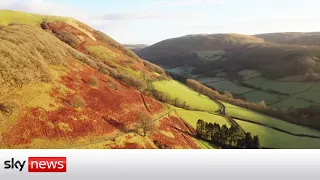 Campaigners warn of 'decimation' in Wales if trees are planted in the countryside