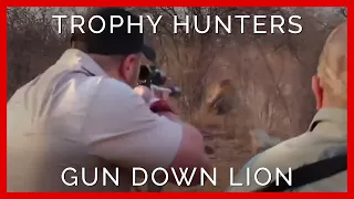 Heartbreaking Moment Trophy Hunters Slay a Captive-Bred Lion