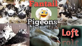 the World's Biggest Fancy Pigeon | pigeon fair
