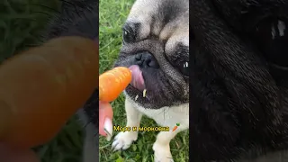 Тефтелич морковку кушает #shorts #pug #dog #лето #морковка #мопсы #собака #друг