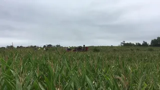 Stem Engine Plowing in Corn Field