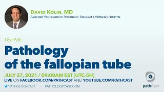Pathology of the fallopian tube - Dr. Kolin (BWH) #GYNPATH