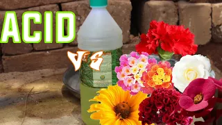 Acid vs Flowers | Expo Test