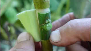 Injertos en higuera, de plancha y de corona.