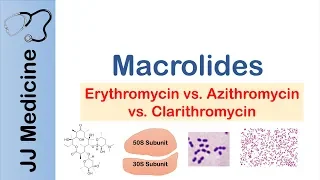 Macrolides (Azithromycin, Erythromycin) | Bacterial Targets, Mechanism of Action, Adverse Effects