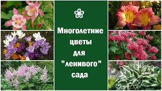 ❀ Начинающим: многолетние цветы для ленивого сада/цветника