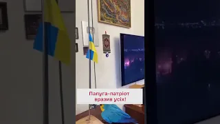 😍 Папуга піднімає прапор України! Який красунчик!