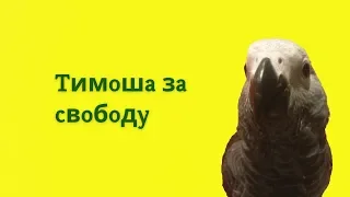 Тимоша за свободу! | говорящий попугай жако