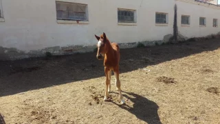 Карачаевский конный завод