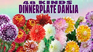 48 KINDS DINNERPLATE DAHLIA