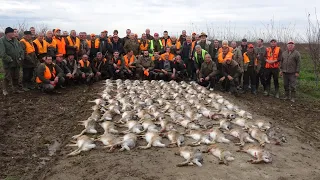 Lov na Zeca Bačka Palanka - dan sa 100+ zečeva/ Hare hunting in Apple plantation - 100+ day | E158