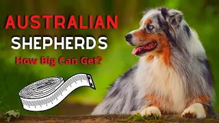 How Big Do Australian Shepherds Get?