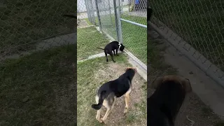 Sangria with kennel mates Ada and Rocky!