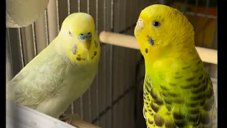 Happy birds 🐦🐤yogi and kiwi 😊🙏🏻🕉️🙏🏻#pets #parakeet #bird #budgies #birdslover