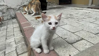 Mother Cat and Kittens Living on the Street. Kittens are so cute.