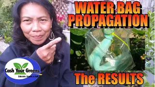 WATER BAG PROPAGATION and RESULTS / PROPAGATE ROSES, CITRUS and Other woody plants.