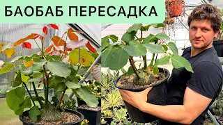 БАОБАБ МЕКСИКАНСКИЙ / БОМБАКС / BOMBAX / КАУДЕКС / ЭКЗОТИЧЕСКИЕ БУТЫЛОЧНЫЕ РАСТЕНИЯ / FAT PLANTS