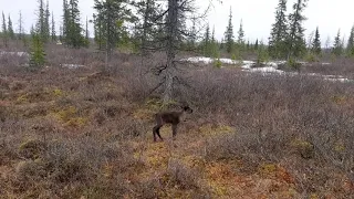 Пастух нашёл потерянного оленёнка