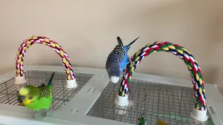 Budgie brothers boisterously bounce beyond boredom