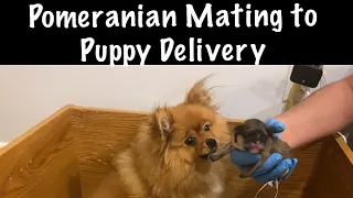 POMERANIAN BREEDING FROM MATING TO PUPPY BIRTH