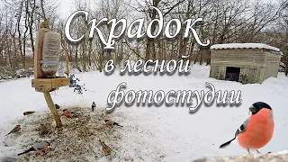 Постройка скрадка для фотоохоты на кормушке.