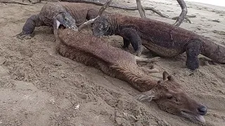 Komodo dragon catches deer on the beach