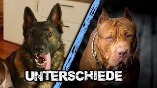 Die Gravierenden UNTERSCHIEDE zwischen KAMPF und HÜTE Hunden /  Hunderassen / Schäferhund - Pitbull
