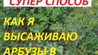 КАК Я ВЫСАЖИВАЮ АРБУЗЫ В ОТКРЫТЫЙ ГРУНТ.  СУПЕР СПОСОБ ПРОВЕРЕННЫЙ