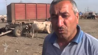 İmişlinin mal bazarında maşın qiymətinə camış satılır...