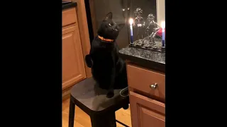 Cat slaps Candle