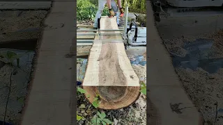 milling black beech log. Alaskan chainsaw mill, ms881 chainsaw. #shortsvideo