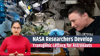 NASA Researchers Develop Bone-Stimulating Hormone in Lettuce