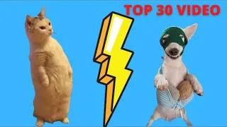 TOP 30 VIDEO - You will LAUGH SO HARD that YOU WILL FAINT - FUNNY CAT compilation