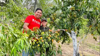 ¡Los duraznos más exquisitos de México los encuentras aquí! en la Sierra de Guerrero… 🤩🍑🤤