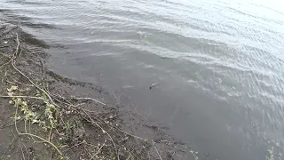 Добавили хлореллу в пруд для очистки водоёма (биологическая реабилитация водоёма)