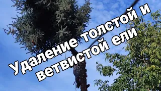 ✅Арбористика!✅ Аккуратный спил частями толстой и ветвистой ели. Падение дерева в нужном направлении🌲