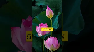TOP 10 MOST BEAUTIFUL FLOWERS IN THE WORLD 🌷🌷#short #flowers