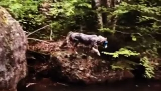 Fearless dog jumps off cliff into water