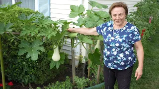 Italian Grandma's Vegetable Garden Tour 2023