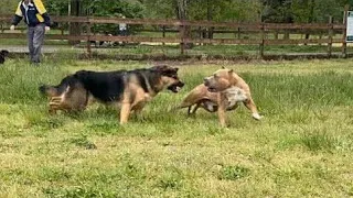 German Shepherd Attacks Pitbull [OFF LEASH DOG PARK] #short#Dog#video#Funny #video #dog