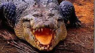 Deadly Crocodiles of the Nile River - Nature Documentary